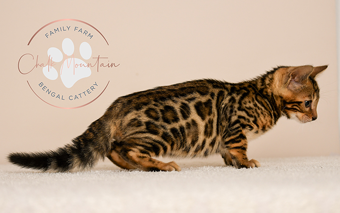 Bengal kitten for sale